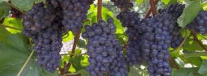 knysna leisure grapes
