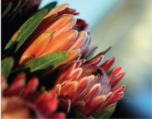 protea