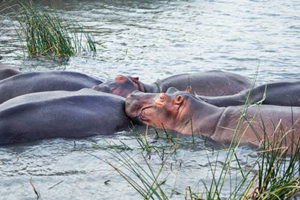 st-lucia-hippos